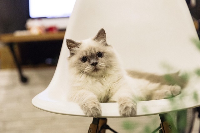 Ragdoll kittens behavior
