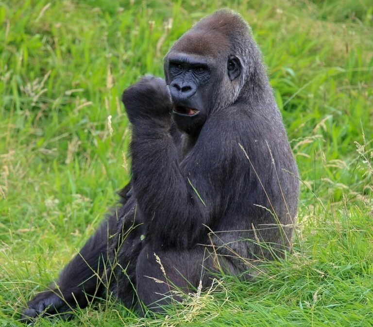 How Strong Is a Gorilla
