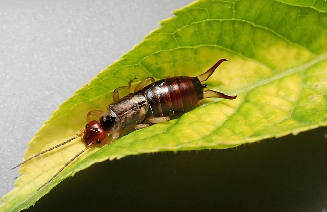 How To Get Rid Of Earwigs-featured