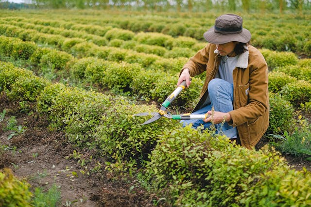 Tree Shrub Care