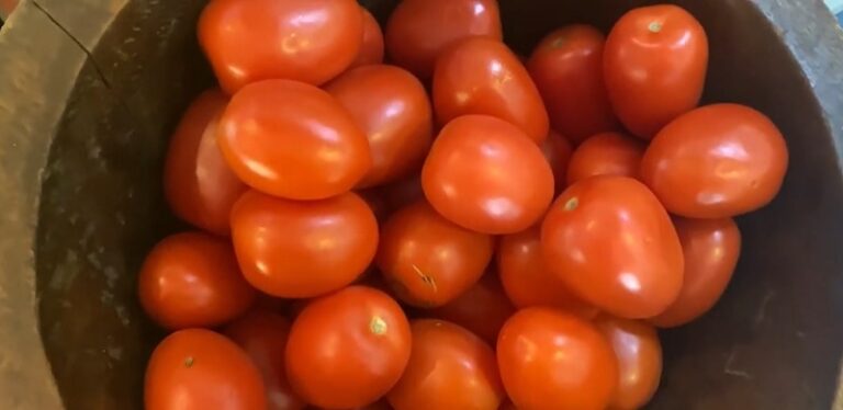 roma tomato