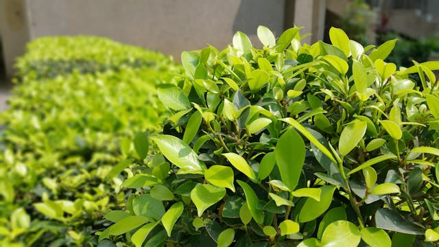 Native Plants and Their Major Role in Preserving the Integrity of Local Topsoil