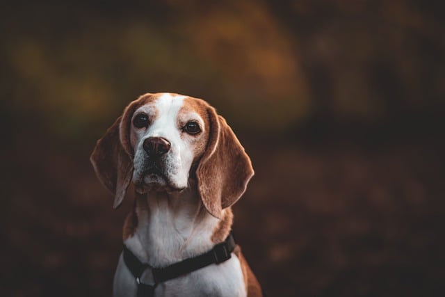 Why Beagles Are the Worst Dogs